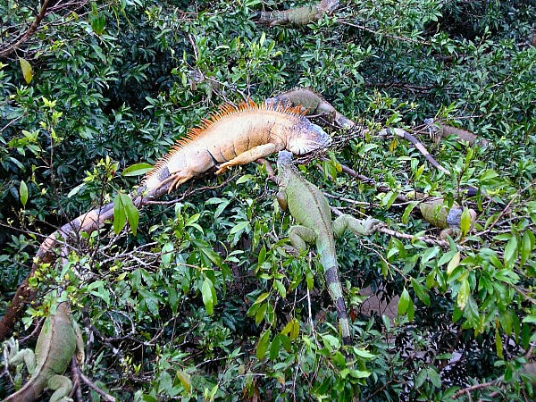 iguana